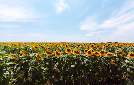 Field of blooming sunflowers. Agriculture, organic gardening, planting or ecology concept.の写真素材