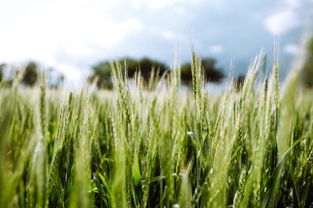 Green wheat field. Ripening ears of wheat field. sunset light. nice summer dayの写真素材