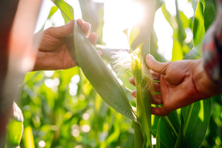 Farmer agronomist standing in green field, holding corn leaf in hands and analyzing maize crop.の写真素材