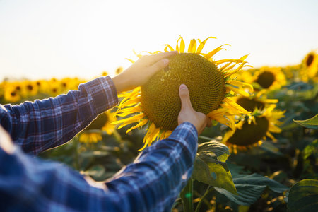 Farmer examining crop in the sunflower field. Harvesting, organic farming conceptの写真素材