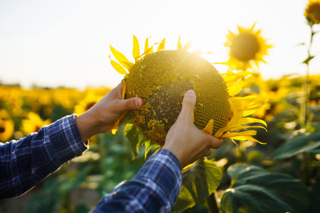 Farmer examining crop in the sunflower field. Harvesting, organic farming conceptの写真素材