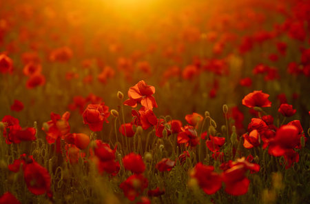 Poppy meadow in the beautiful light of the evening sun. Romantic sunset over a poppy meadow. Field of poppies.の写真素材