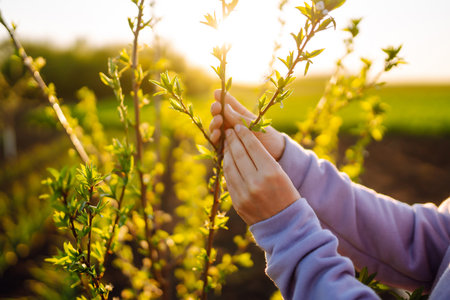 Female hand touches green lucerne in the field at sunset. Agriculture, planting or ecology concept.の写真素材