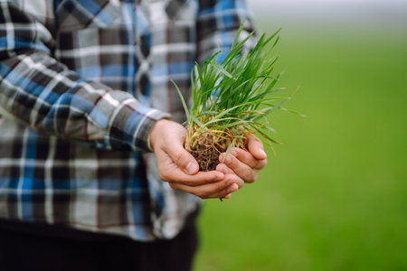 Young wheat sprout in the hands of a farmer. Checking wheat field progress. organic gardening.の写真素材