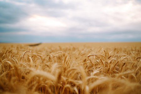 Background of ripening ears of wheat field, blue sky. Close up photo of nature. agriculture concept.の写真素材