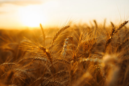 Ears of golden wheat close up at sunset. Growth nature harvest. agriculture farm.の写真素材
