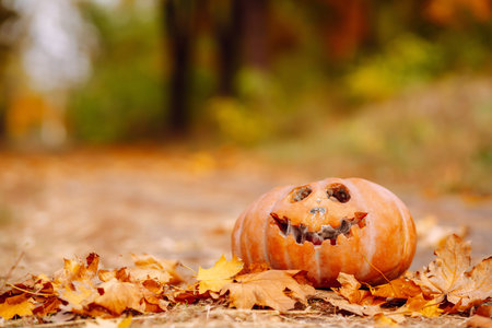 Traditional pumpkin as jack o'lantern, fallen autumn leaves lie on the park. halloween greeting cardの写真素材