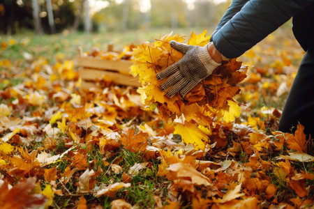 Harvesting autumn leaves. Man cleans autumn park from yellow leaves. cleaning. seasonal gardening.の写真素材