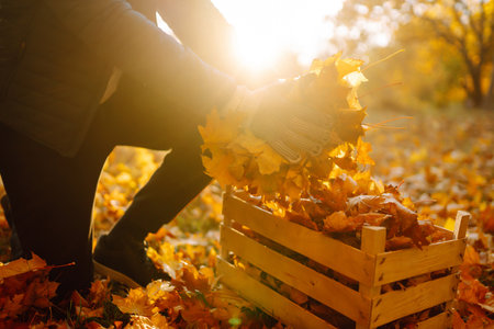 Harvesting autumn leaves. Man cleans autumn park from yellow leaves. cleaning. seasonal gardening.の写真素材