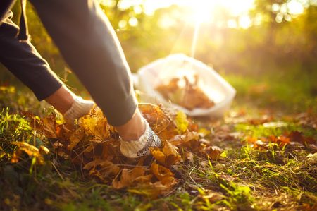 Young boy cleans fallen leaves. concept of purity. autumn leaves. outdoor. Gloves on his hands.の写真素材