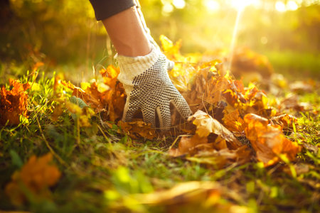 Young boy cleans fallen leaves. concept of purity. autumn leaves. outdoor. Gloves on his hands.の写真素材