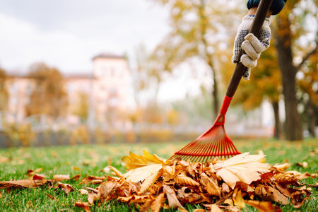 Rake with fallen leaves in autumn. Man cleans the autumn park from yellow leaves. Volunteering.の写真素材