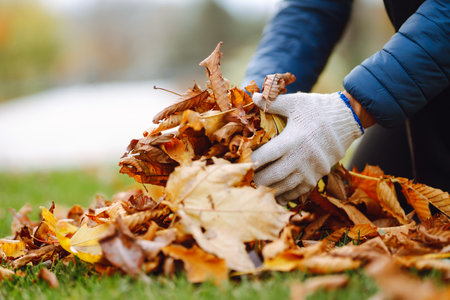 Harvesting autumn leaves. Man cleans the autumn park from yellow leaves. Volunteering, cleaning.の写真素材
