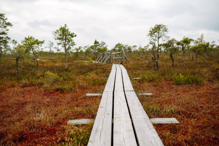 Scenic view of wooden trail through wetlands. Hiking trail for active recreation.の写真素材
