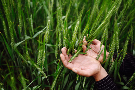 Farmer hand touches, checks immature sprouts of wheat. Agricultural growth, farming business conceptの写真素材