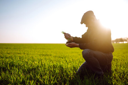 Young wheat sprout in the hands of a farmer. The farmer considers young wheat in the field.の写真素材