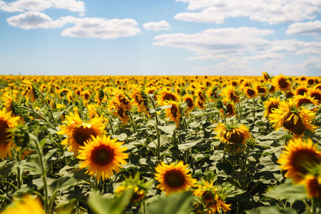 Landscape sunflower field. Organic And Natural Flower Background.Agricultural On Sunny Day.の写真素材
