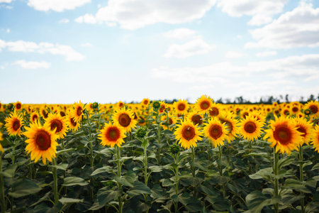 Landscape sunflower field. Organic And Natural Flower Background.Agricultural On Sunny Day.の写真素材