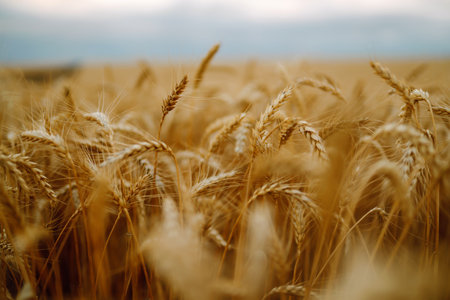 Background of ripening ears of wheat field, blue sky. Close up photo of nature. Agriculture concept.の写真素材