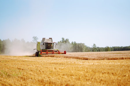 Modern industrial combine harvester harvests wheat cereals on a summer day. Rich harvest concept.