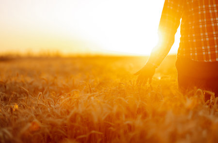 Amazing view with Man With His Back To The Viewer In A Field Of Wheat Touched By The Hand Of Spikes.の写真素材
