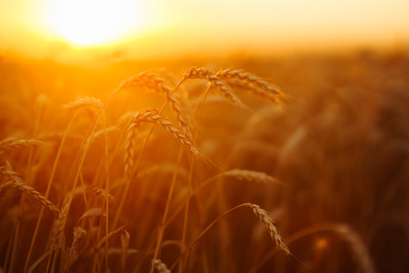 Sunbeams of the setting sun on a golden wheat field. harvest nature growth. Harvesting.の写真素材