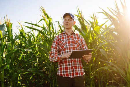 Owner of farm, standing in cornfield, inspects crop. Farmer is watching the growth of crop with...