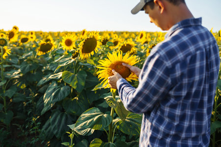 Farmer examining crop in the sunflower field. Harvesting, organic farming concept