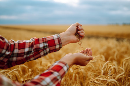 Farmer's hands Close-up pours a handful of wheat grain on a wheat field. Growth nature harvest.の写真素材