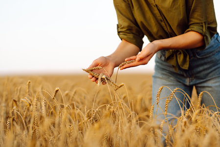 Young woman farmer walking across field and running her hand through golden ears of wheat harvest.の写真素材
