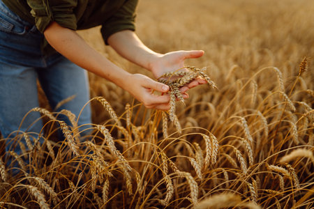 Young woman farmer walking across field and running her hand through golden ears of wheat harvest.の写真素材