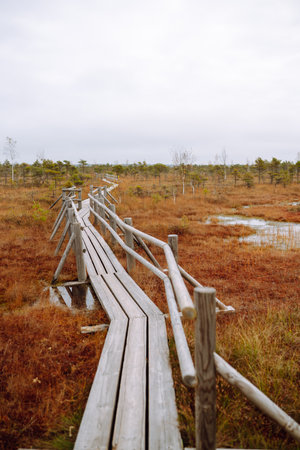 Scenic view of wooden trail through wetlands. Hiking trail for active recreation.の写真素材