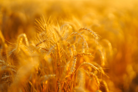 Golden spikelets of wheat in the field at sunset. Agricultural concept. Harvest nature growth.の写真素材