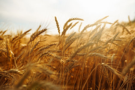 Amazing background of ripening ears of yellow wheat field against the blue sky. Agricultural farm.