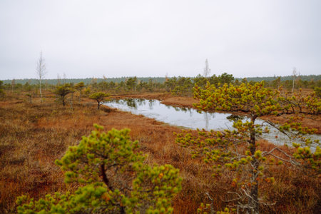 Wooden trail for walking routes through the swamp. Tourism concept, hiking trail, nature.の写真素材