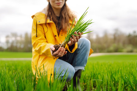 Farmer woman holding green wheat sprouts, checking growth. Scientist is checking the plant.の写真素材