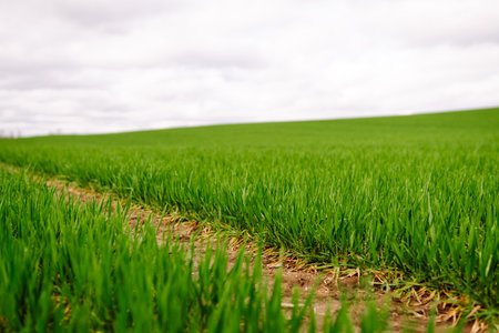 Green wheat growing in the fields. ?concept of agriculture, ecology, gardening. Field of green grass.の写真素材