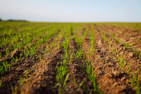 Young seedlings growing on a field in black soil in the sunset light. Agriculture.の写真素材