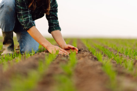 Farmer holds a young green wheat sprouts in hands checking the quality of new crop. Concept of ecology.の写真素材