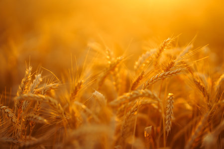 Golden spikelets of wheat in the field at sunset. Agricultural concept. Harvest nature growth.の写真素材