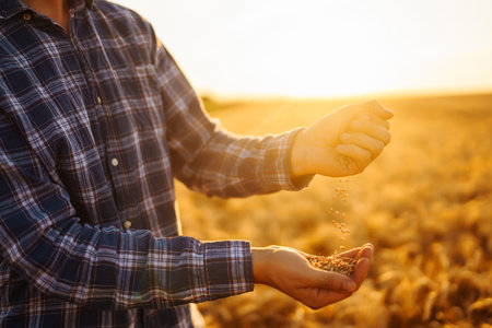Farmers hands pour grain into field from hand to hand. Agriculture, gardening or ecology concept.の写真素材