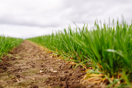 Green wheat growing in the fields. ?concept of agriculture, ecology, gardening. Field of green grass.の写真素材