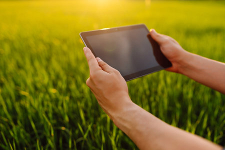 Close-up of the hands of farmer with digital tablet, checking the quality of wheat growth in green...