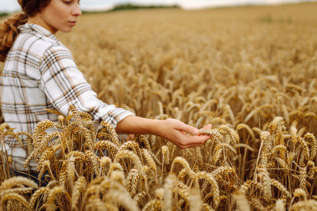 Agronomist holds ears of wheat, check quality of wheat grain. Agriculture food industry.の写真素材