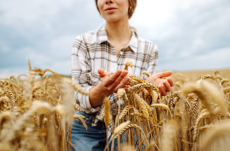 Agronomist holds ears of wheat, check quality of wheat grain. Agriculture food industry.の写真素材