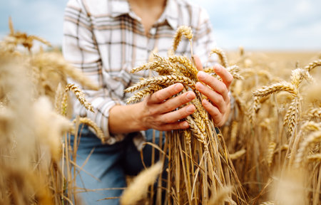 Agronomist holds ears of wheat, check quality of wheat grain. Agriculture food industry.の写真素材