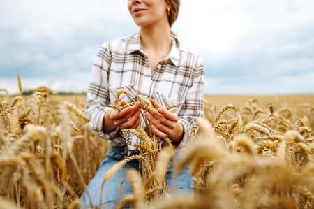 Agronomist holds ears of wheat, check quality of wheat grain. Agriculture food industry.の写真素材