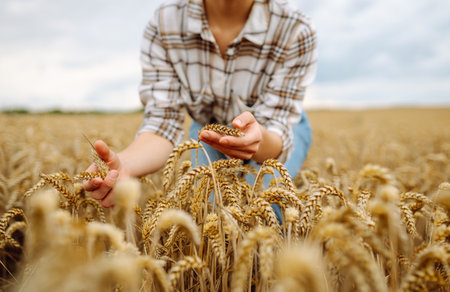 Agronomist holds ears of wheat, check quality of wheat grain. Agriculture food industry.の写真素材