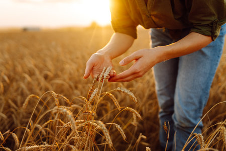 Beautiful woman farmer checks the quality of wheat. Agriculture, gardening or ecology concept.の写真素材