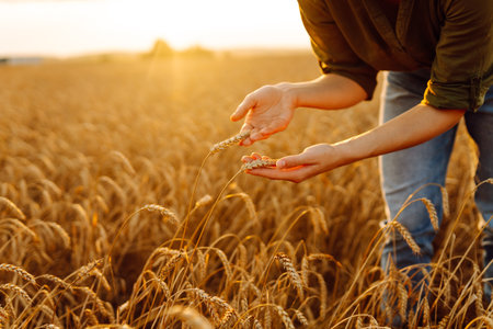 Beautiful woman farmer checks the quality of wheat. Agriculture, gardening or ecology concept.の写真素材